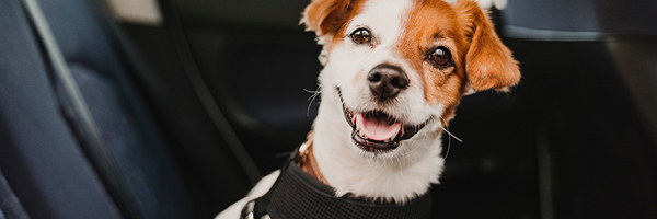 A happy brown and white dog sits in the backseat of a vehicle wearing a travel harness.